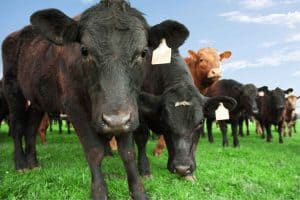 Beef Cattle